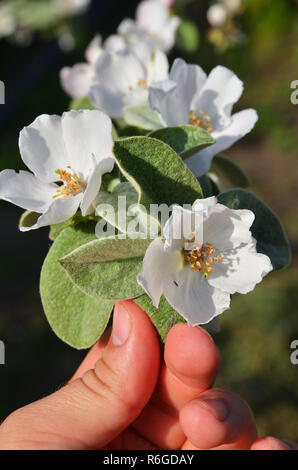 La succursale con Apple in infiorescenze la mano dell'uomo Foto Stock