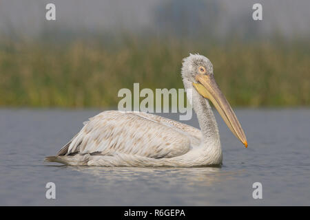 Pellicano dalmata (Pelecanus crispus) Foto Stock