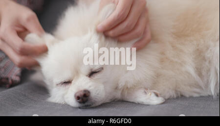 Proprietario di Pet il massaggio sul suo cane Foto Stock