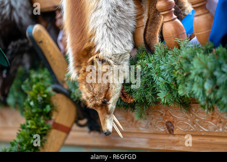 Red Fox pelliccia con pied bella peli Foto Stock