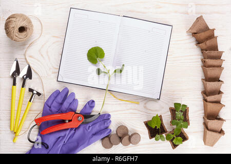 Utensili da giardinaggio e piantine. Foto Stock