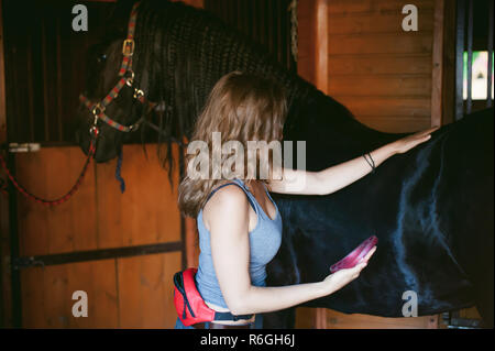 Donna horseman pulisce dallo sporco con spazzola il frisone cavallo in maneggio in azienda, avendo cura di animali di razza pura Foto Stock