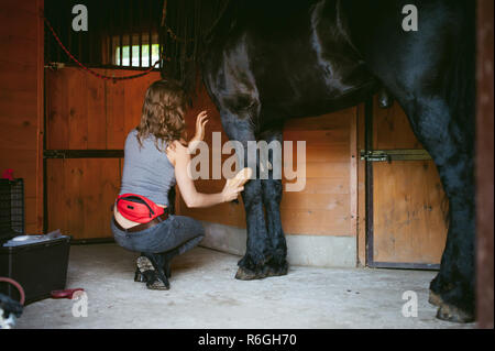 Donna horseman pulisce dallo sporco con spazzola il frisone cavallo in maneggio in azienda, avendo cura di animali di razza pura Foto Stock