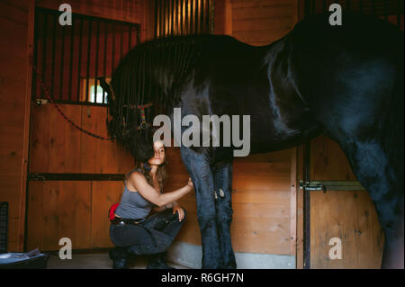 Donna horseman pulisce dallo sporco con spazzola il frisone cavallo in maneggio in azienda, avendo cura di animali di razza pura Foto Stock