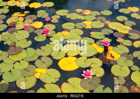 Water Lilies e Lily Pad a Bodnant Gardens in Galles Foto Stock