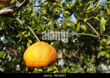 Arancio mandarino sulla struttura ad albero Foto Stock