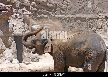 Un elefante Asiatico usando il suo tronco a sollevano lo sporco in tutto il suo ritorno in un deserto arido ambiente Foto Stock