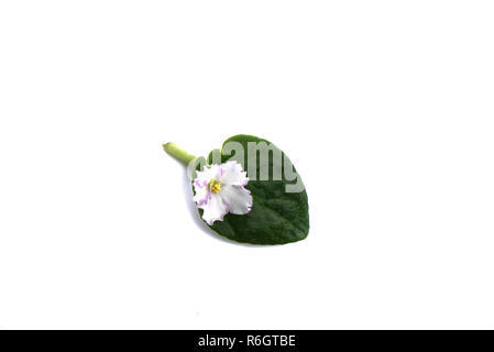 Vista dall'alto. Fiori e foglie di Saintpaulia isolati su sfondo bianco Foto Stock