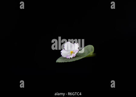 Saintpaulia fiore su una foglia di Saintpaulia isolati su sfondo nero Foto Stock