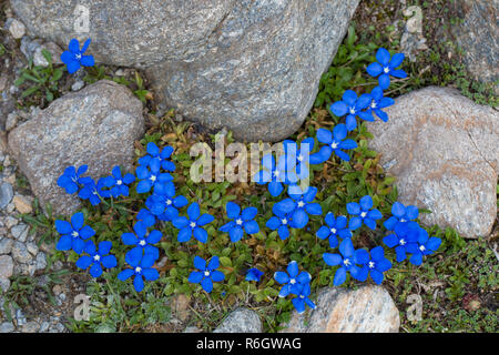 La genziana bavarese (Gentiana bavarica) in fiore nativo di Alpi europee Foto Stock