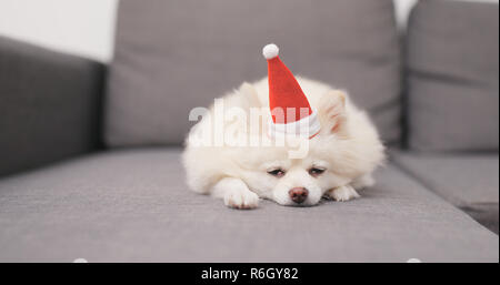 Cane di Pomerania sdraiato sul divano con Santa Claus hat Foto Stock