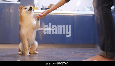 Shiba Inu cane dando la mano per chiedere uno snack Foto Stock