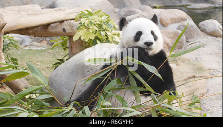 Panda di mangiare il bambù nel parco zoo Foto Stock