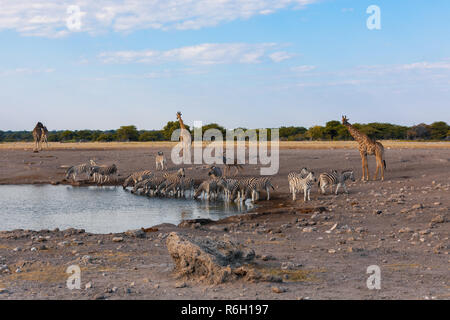 Gruppo di camelopardalis giraffa e zebra sul parco nazionale Etosha waterhole, Namibia Wildlife safari Foto Stock