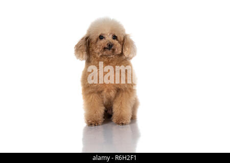 Ritratto di miniatura cane barboncino isolati su sfondo bianco Foto Stock