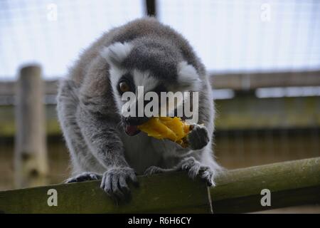 Un lemure mango mangia Foto Stock
