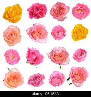 Set di rose differenti isolati su sfondo bianco. Foto Stock