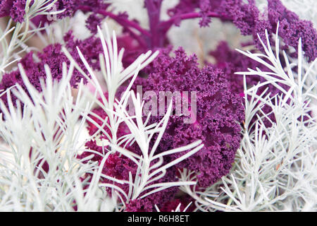 Il rosmarino e ricci cavolo viola close up. Giardinaggio colture inusuale. Colture ornamentali concetto. Abstract sfondo con piante decorative. Piante come decor naturale. Letto giardino flora decorativa. Foto Stock