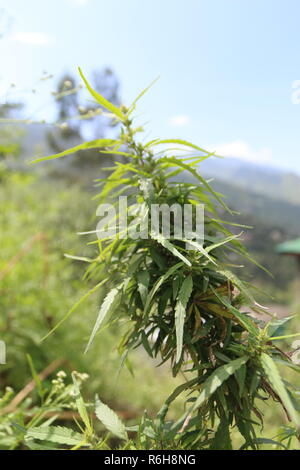 La Cannabis cresce allo stato selvatico in molte parti di Himachal Pradesh, India Foto Stock