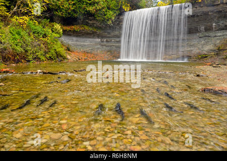 La deposizione delle uova di trota arcobaleno a Bridal Veil Falls in autunno, Kagawong, Manitoulin Island, Ontario, Canada Foto Stock