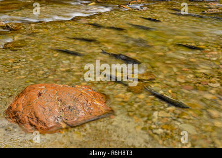 La deposizione delle uova di trota arcobaleno nel fiume Kagawong in autunno, Kagawong, Manitoulin Island, Ontario, Canada Foto Stock