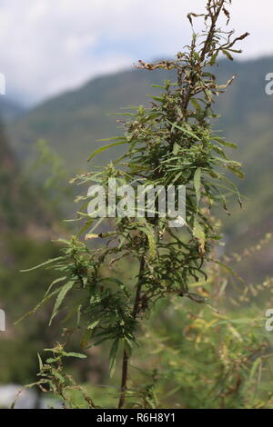 La Cannabis cresce allo stato selvatico in molte parti di Himachal Pradesh, India Foto Stock