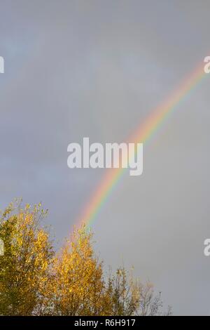 Rainbow e autunno aspens, maggiore Sudbury, Ontario, Canada Foto Stock