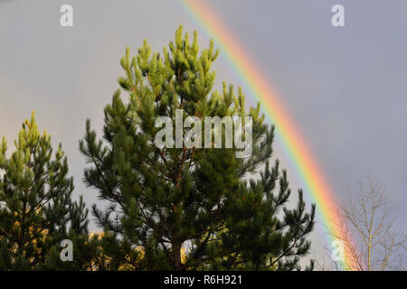 Rainbow e autunno aspens, maggiore Sudbury, Ontario, Canada Foto Stock