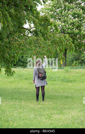 Bella giovane donna raccolta di ciliegie selvatiche in un campo su un fresco pomeriggio di primavera Foto Stock