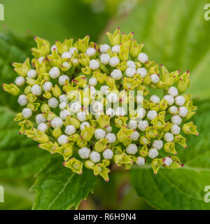 Una macro shot di boccioli di fiori formando su un mophead hydrangea bush. Foto Stock