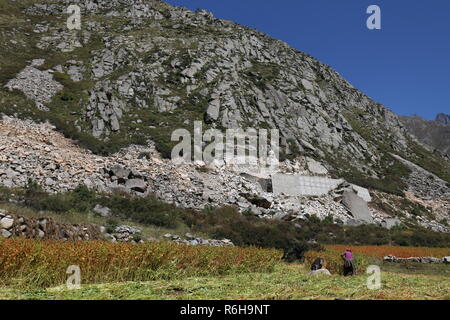 Campi di miglio in Chitkul, Kinnaur, Himachal Pradesh, India Foto Stock