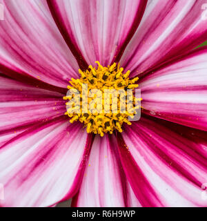 Una ripresa macro di un cosmo velouette bloom. Foto Stock