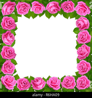 Telaio con le rose rosa. Isolato su sfondo bianco. Foto Stock