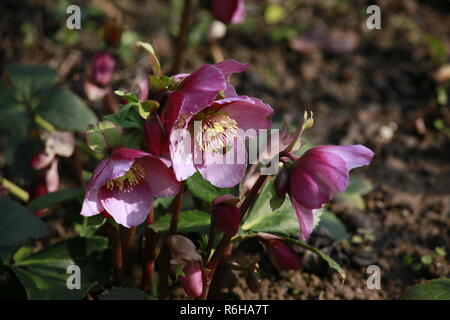 Snow rose,Rosa di Natale o il veratro nero (Helleborus niger) Foto Stock