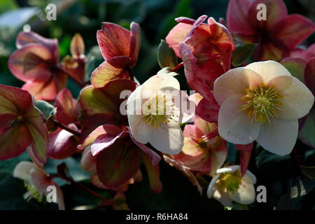 Snow rose,Rosa di Natale o il veratro nero (Helleborus niger) Foto Stock