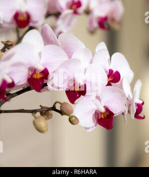 Rosa delicato orchidee in esposizione presso i Giardini Botanici di Singapore Foto Stock