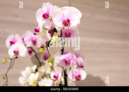 Delicato bianco e rosa orchidee in esposizione presso i Giardini Botanici di Singapore Foto Stock