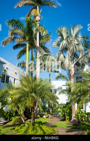 Luminoso vista panoramica delle alte palme indipendente alto nel cortile tropicale circondato da architettura Art Deco di South Beach, Miami, Florida, Stati Uniti d'America Foto Stock