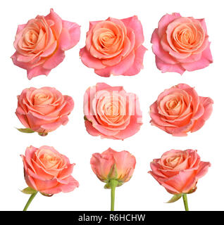 Set di rosa con rose arancione. Isolato su sfondo bianco. Foto Stock