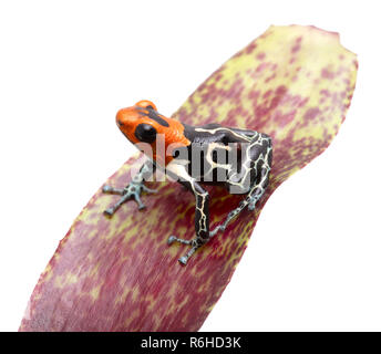 Fantastico con testa rossa poison dart frog, Ranitomeya fantastica Caynarichi. Questa rana tropicali vive nella foresta amazzonica del Perù. Animale o isolato Foto Stock