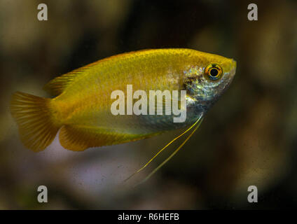 Una ripresa macro di un miele oro gourami pesci tropicali. Foto Stock
