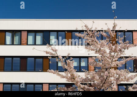 Facciata di un ufficio moderno edificio con molla fioritura melo Foto Stock