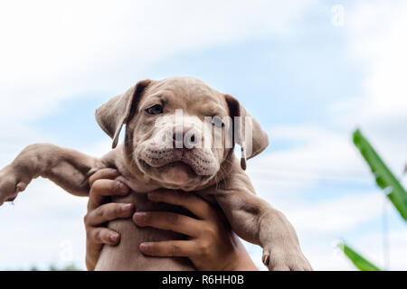 Cucciolo di pit bull terrier cane in man mano con lo sfondo del cielo Foto Stock