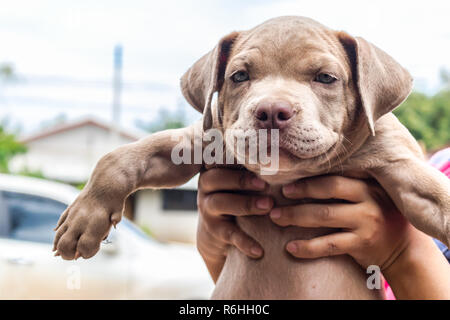 Cucciolo di pit bull terrier cane in man mano Foto Stock