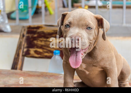 Cucciolo di pit bull terrier cane è in sonnolenza e sbadiglio Foto Stock