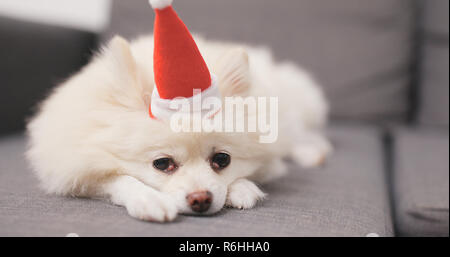 Cane di Pomerania sdraiato sul divano con Santa Claus hat Foto Stock