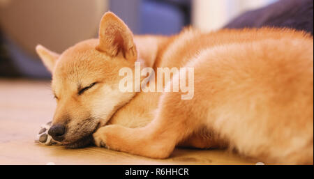 Piccolo cucciolo Shiba Inu cane dormire sul pavimento Foto Stock