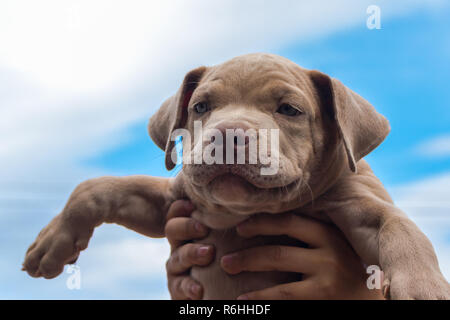 Cucciolo di pit bull terrier cane in man mano con lo sfondo del cielo Foto Stock