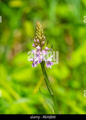 Common spotted orchid flower ( Dactylorhiza fuchsii ) Foto Stock