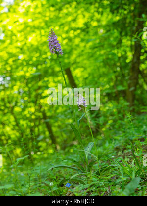 Common spotted orchid flower ( Dactylorhiza fuchsii ) Foto Stock